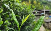 4月19日最新咨詢：“七安紅”春茶開始采收，新